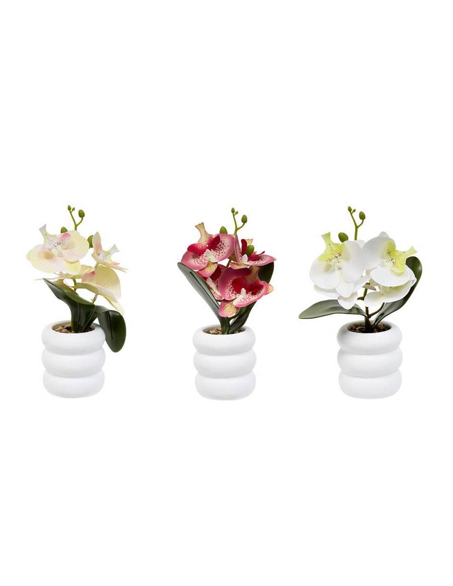 Ορχιδέα σε κασπώ 3χρώματα 11x23cm