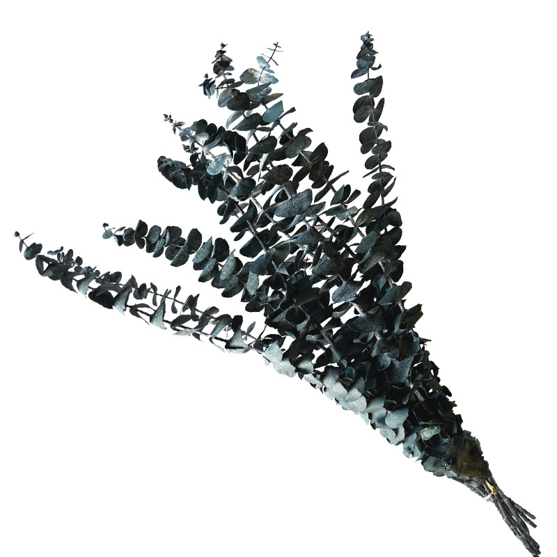 ΑΠΟΞΗΡΑΜΕΝA ΚΛΑΔΙΑ ΜΠΛΕ ΕΥΚΑΛΥΠΤΟΣ ΜΑΤΣΟ ~10τμχ - Υ50-60cm 30/ΚΙΒ