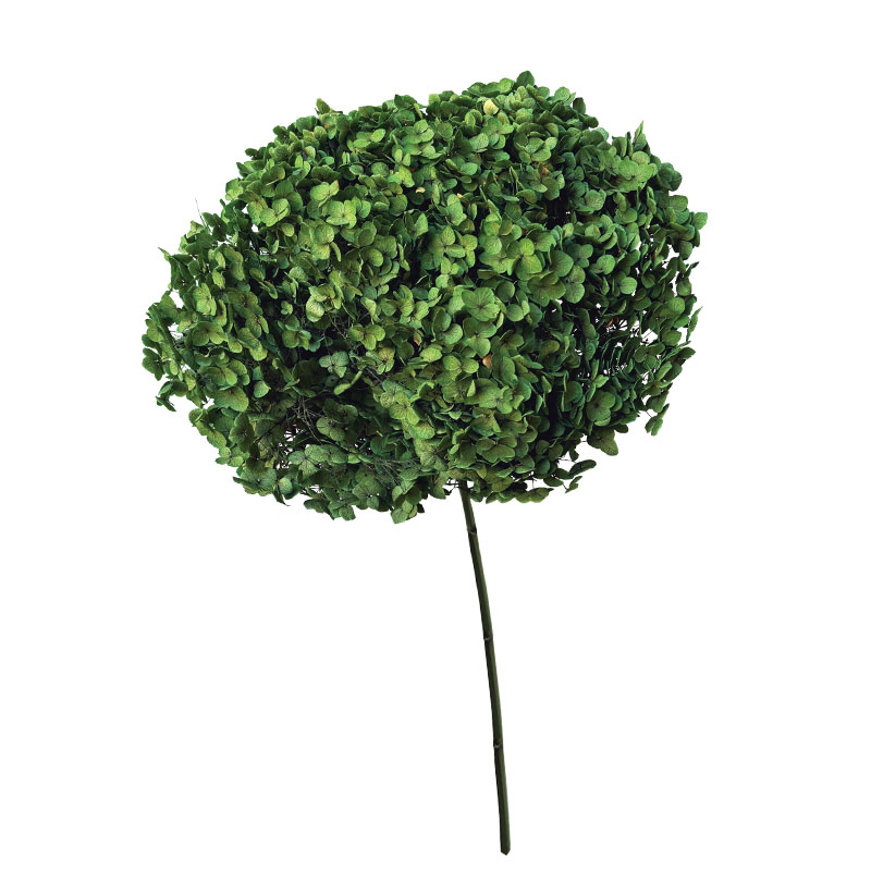 ΑΠΟΞΗΡΑΜΕΝA ΚΛΑΔΙΑ ΠΡΑΣΙΝΟ ΟΡΤΑΝΣΙΑ ΜΑΤΣΟ ~1-2τμχ - Υ55cm 20/ΚΙΒ