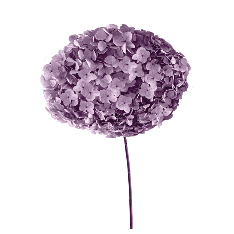 ΑΠΟΞΗΡΑΜΕΝA ΚΛΑΔΙΑ ΛΙΛΑ ΟΡΤΑΝΣΙΑ ΜΑΤΣΟ ~1-2τμχ - Υ55cm 20/ΚΙΒ