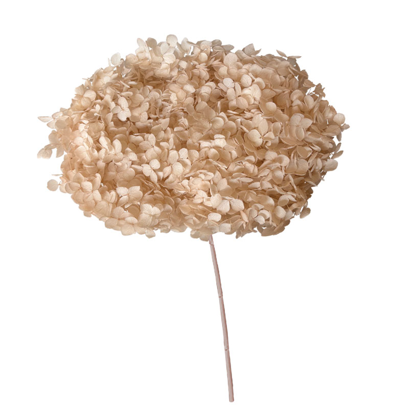 ΑΠΟΞΗΡΑΜΕΝA ΚΛΑΔΙΑ ΕΚΡΟΥ ΟΡΤΑΝΣΙΑ ΜΑΤΣΟ ~1-2τμχ - Υ55cm 20/ΚΙΒ