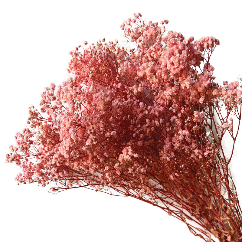 ΑΠΟΞΗΡΑΜΕΝA ΚΛΑΔΙΑ ΣΟΜΟΝ ΓΥΨΟΦΥΛΗ ΜΑΤΣΟ 100gr - Υ70-80cm 30/ΚΙΒ