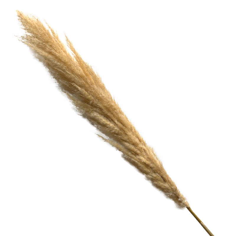 ΑΠΟΞΗΡΑΜΕΝΟ ΚΛΑΔΙ ΕΚΡΟΥ ΦΛΑΦΥ ΠΑΜΠΑΣ 1τμχ - Y100-120cm 60/ΚΙΒ