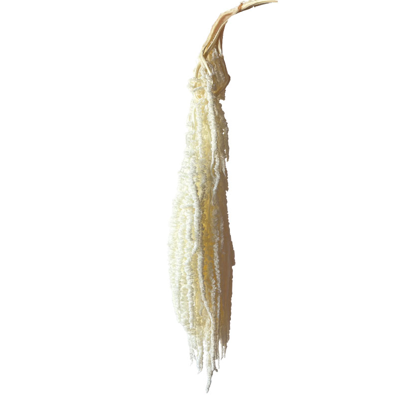 ΔΙΑΤΗΡΗΜΕΝΟ ΕΚΡΟΥ ΚΡΕΜΑΣΤΟ ΚΛΑΔΙ ΑΜΑΡΑΝΘΟΣ ΜΑΤΣΟ ~5τμχ - Υ120cm 40/ΚΙΒ