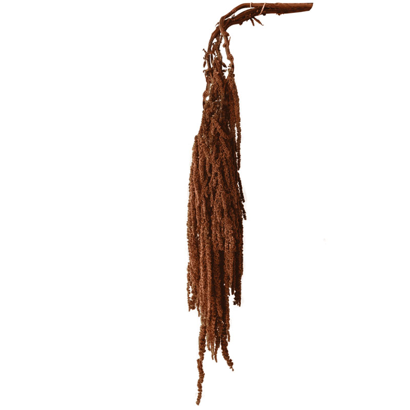 ΔΙΑΤΗΡΗΜΕΝΟ ΚΑΦΕ ΚΡΕΜΑΣΤΟ ΚΛΑΔΙ ΑΜΑΡΑΝΘΟΣ ΜΑΤΣΟ ~5τμχ - Υ120cm 40/ΚΙΒ