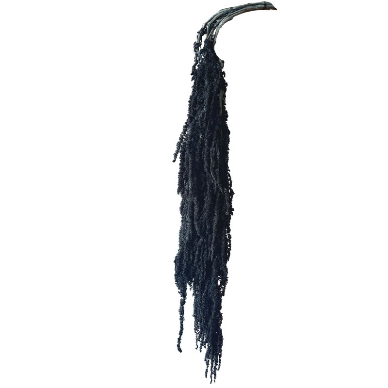 ΔΙΑΤΗΡΗΜΕΝΟ ΜΑΥΡΟ ΚΡΕΜΑΣΤΟ ΚΛΑΔΙ ΑΜΑΡΑΝΘΟΣ ΜΑΤΣΟ ~5τμχ - Υ120cm