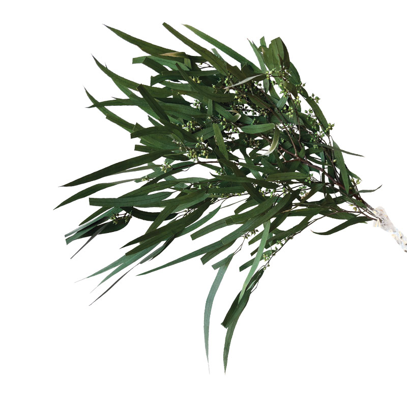 ΑΠΟΞΗΡΑΜΕΝΑ ΚΛΑΔΙΑ ΠΡΑΣΙΝΟ ΕΥΚΑΛΥΠΤΟΣ ΙΤΙΑ-ΜΕΝΤΑ ΜΑΤΣΟ 100g - Υ65 cm 50/ΚΙΒ