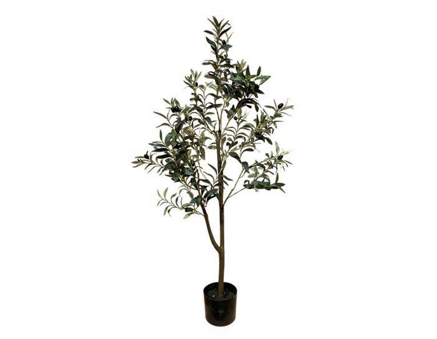 Ελιά δέντρο Η120cm