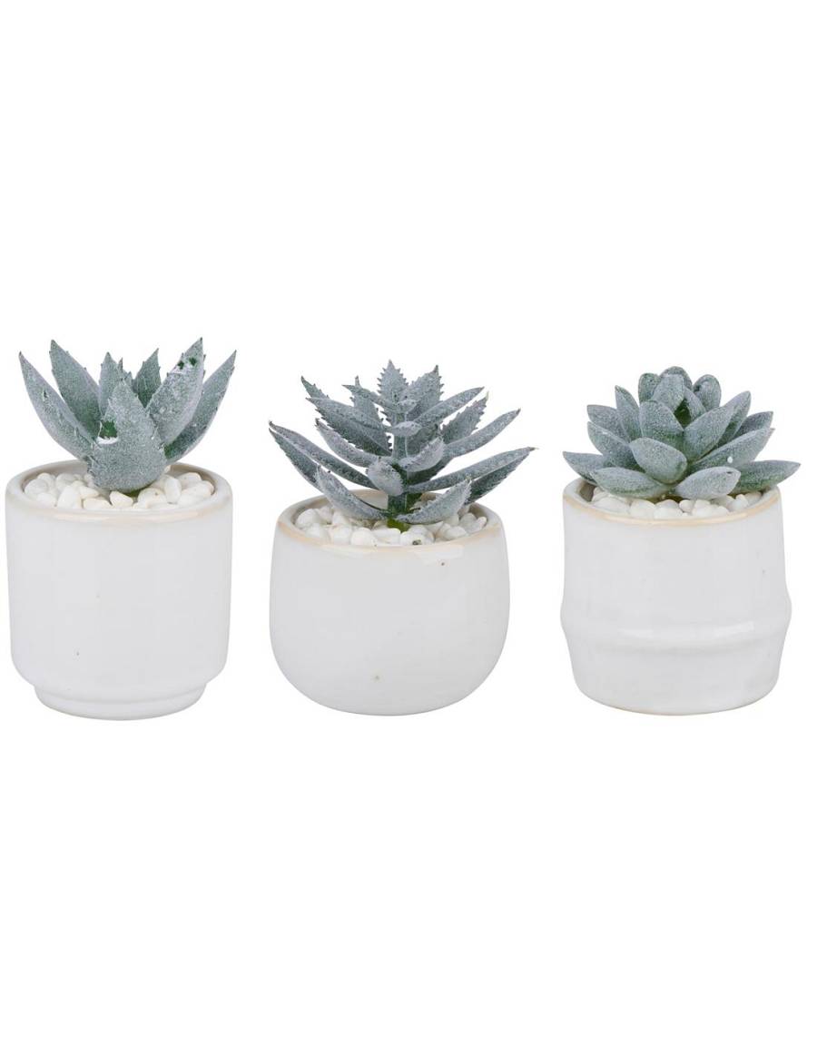 παχύφυτο σε κασπώ κεραμ.λευκό 3σχέδια 6x10cm