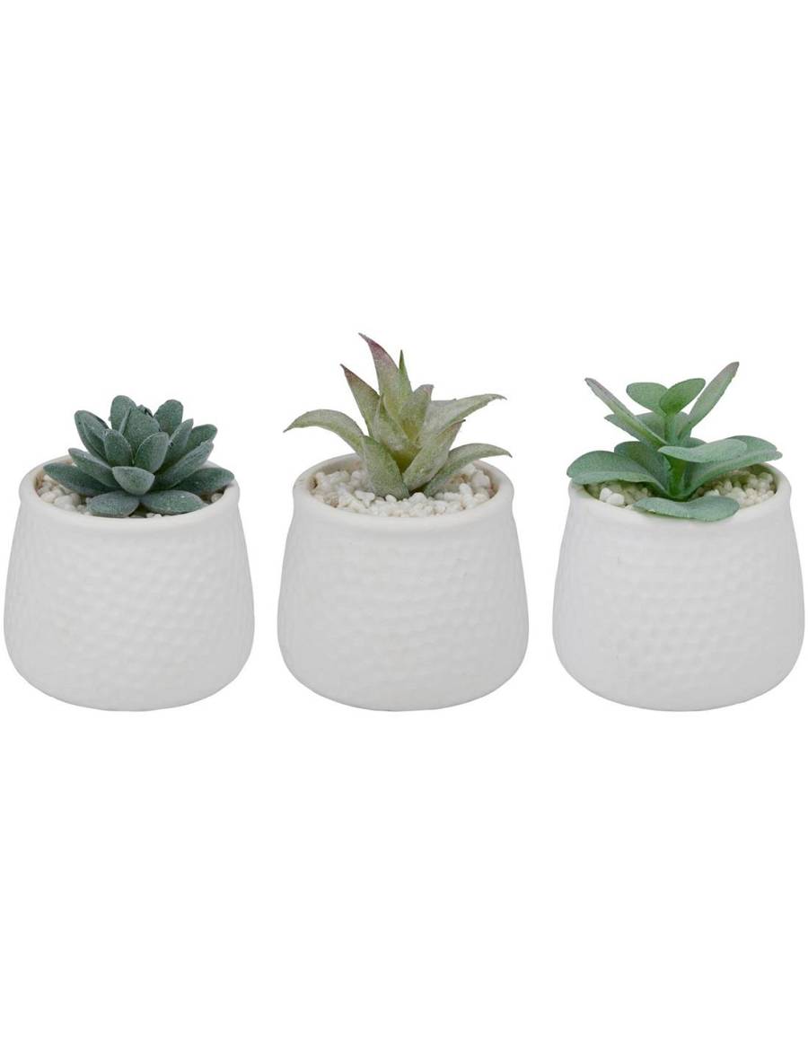 παχύφυτο σε κασπώ κεραμ.λευκό 3σχέδια 8,5x12cm