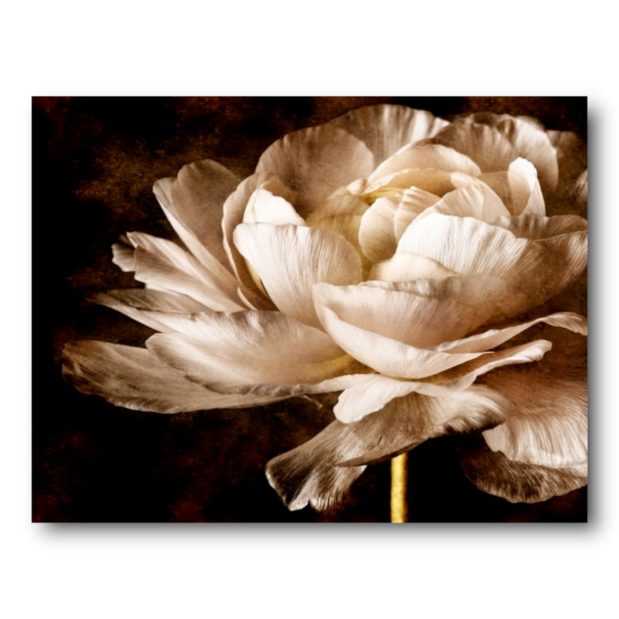 M887 - Πίνακας λουλούδι σέπια