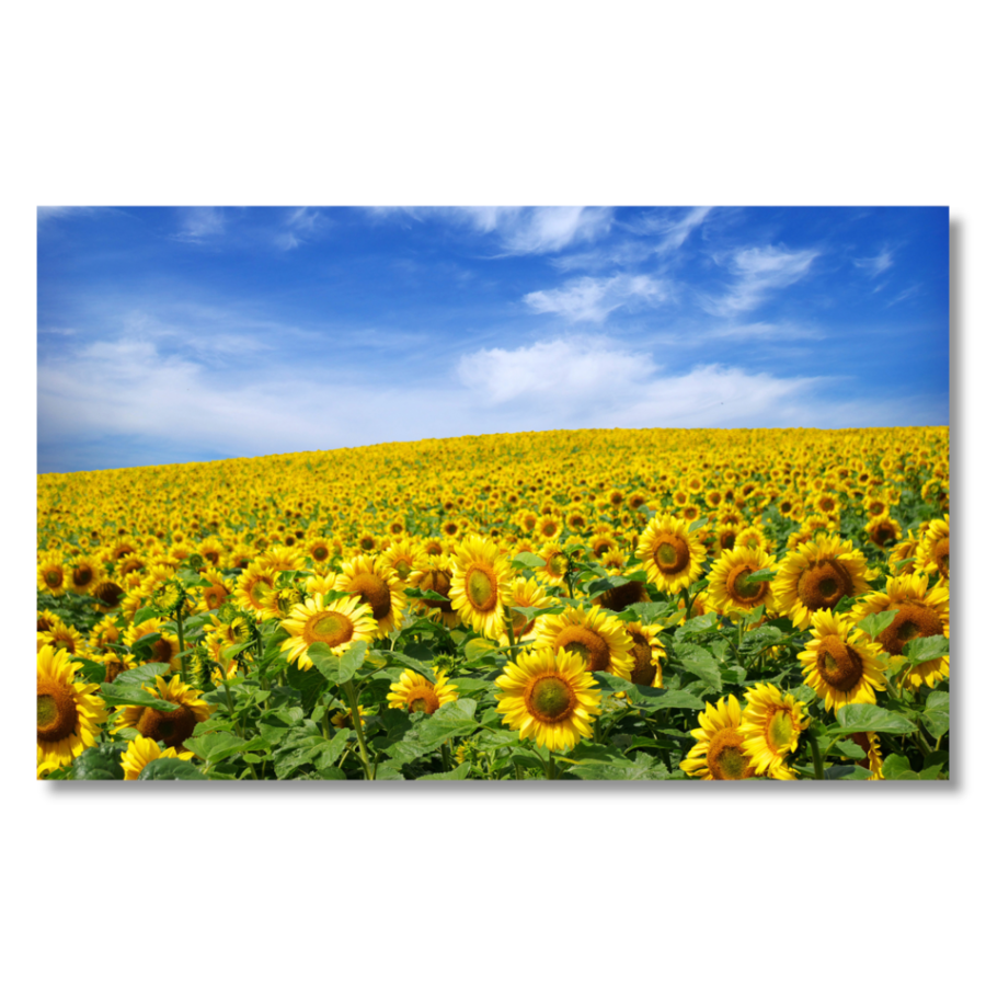 M416 - Πίνακας λιβάδι με ηλίανθους