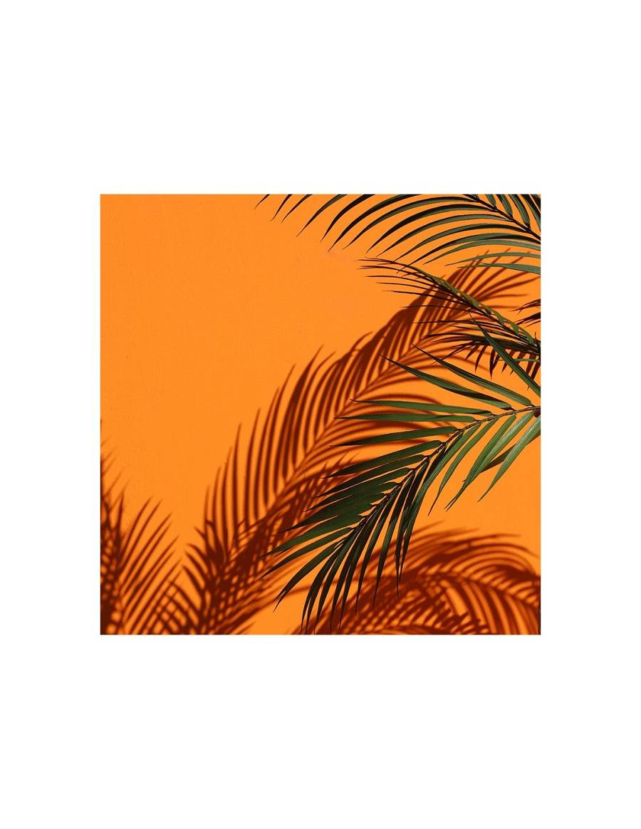 Αρέκα σε κασπώ 55x153εκ.