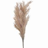 ΚΛΑΔΙ PAMPAS ΙΒΟΥΑΡ