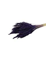 Pinion Grass PURPLE