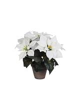 Αλεξανδρινός λευκός σε κασπώ