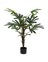 Bamboo πρασινάδα σε κασπώ 120εκ.