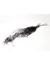 Asparagus μαύρο Η90cm