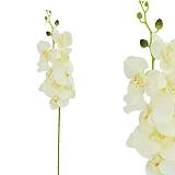 ΚΛΑΔΙ ΟΡΧΙΔΕΑ ΣΑΜΠΑΝΙ Y90cm. 12/120ΚΙΒ