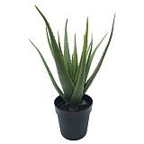 ΦΥΤΟ ΑΛΟΗ 19lvs ΣΕ ΓΛΑΣΤΡΑ L:43xH:61cm 4ΚΙΒ