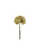 Ορτανσία κλαδί μπεζ