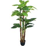 ΔΕΝΤΡΟ ΜΠΑΝΑΝΙΑ Χ4 REAL TOUCH ΣΕ ΓΛΑΣΤΡΑ - Υ290cm 1/ΚΙΒ