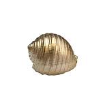 ΔΙΑΚΟΣΜΗΤΙΚΟ ΚΟΧΥΛΙ