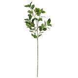 ΚΛΑΔΙ ΦΙΚΟΣ ΠΡΑΣΙΝΟ - Υ80cm 60/360ΚΙΒ